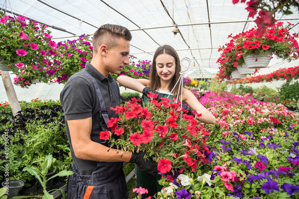 Two young greenhouse owners take care of their flowers grown for sale