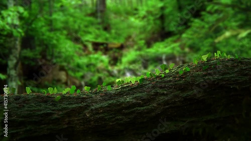 Leafcutter ants carrying leaves on a dry tree trunk, a large number of ants in a tropical rainforest, 3D rendered animation