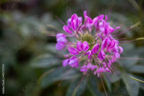 Cleome hassleriana  commonly known as Spider Flower  Spider Plant  Pink Queen  or Grandfather s native to southern South America.