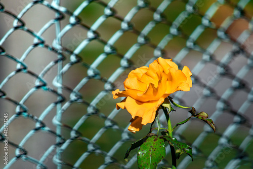 Yellow Crimean Rose. View from the front under the bright daylight sun.