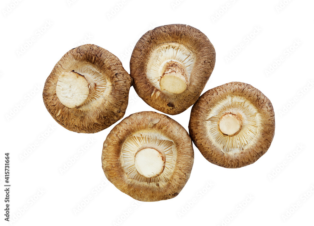 Shiitake mushroom on the White background Shiitake mushroom on the White background
