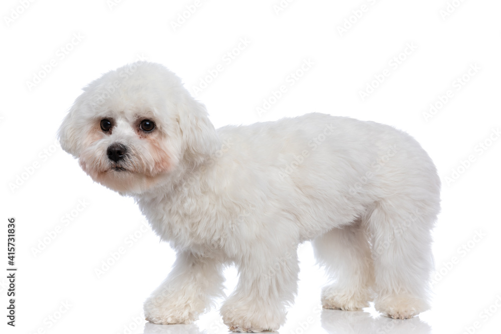 Fototapeta premium cute bichon dog looking away and standing