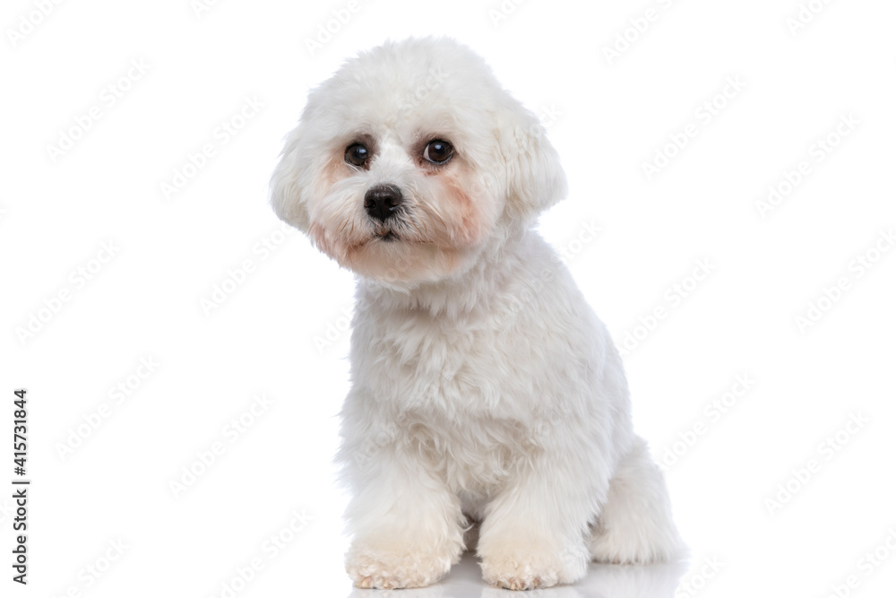 small bichon dog looking at the camera