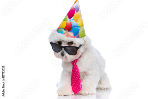 bichon dog looking over sunglasses, wearing a birthday hat