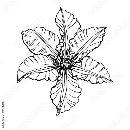 Closeup of beautiful clematis flower (clematis viticella, leather flower or vase vine). Black and white outline illustration, hand drawn work. Isolated on white background. © arxichtu4ki