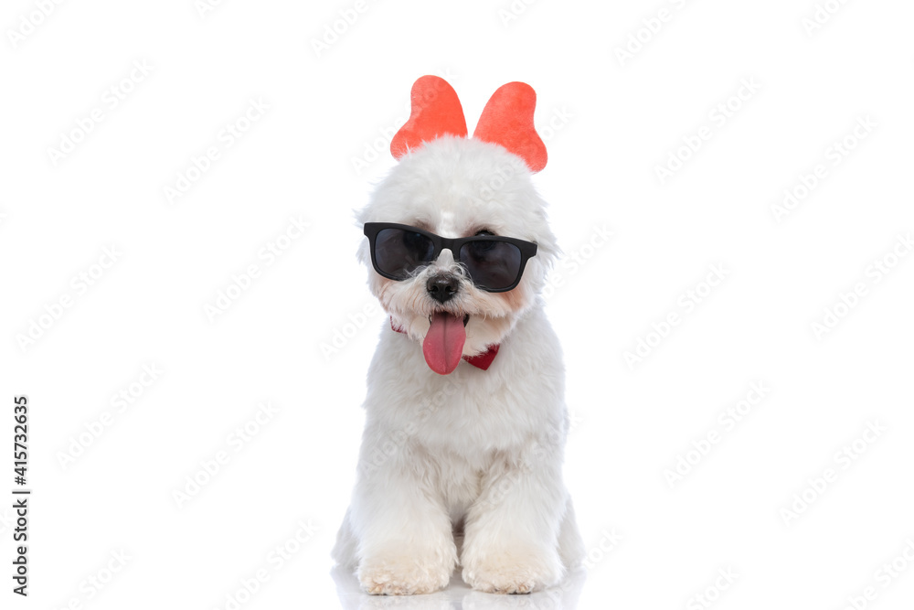 cute bichon dog wearing a butterfly headband cute bichon dog wearing a butterfly headband
