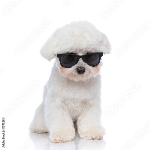 seated cool bichon dog is wearing sunglasses