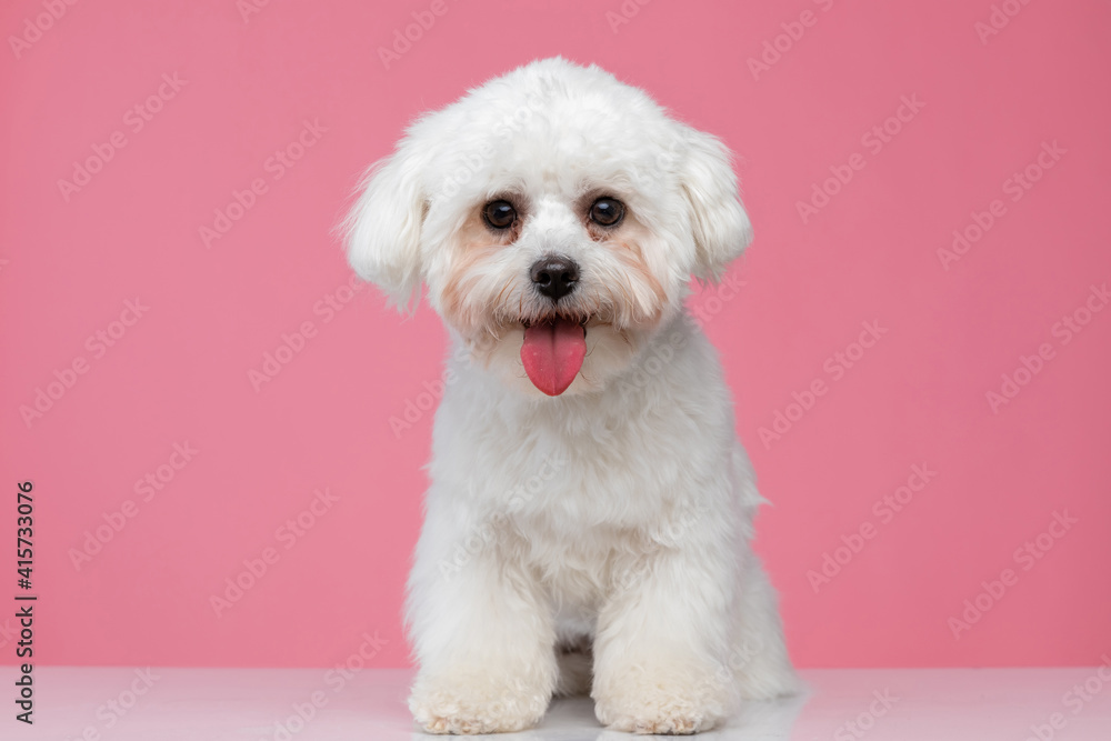beautiful bichon dog panting and sitting beautiful bichon dog panting and sitting