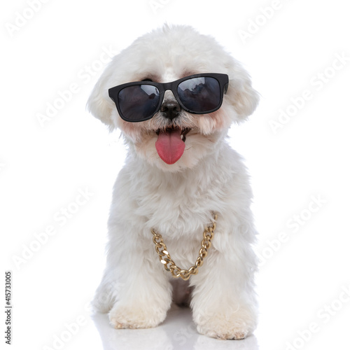 cool little bichon dog sticking out tongue