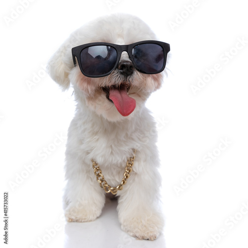 cool bichon dog wearing sunglasses and chain