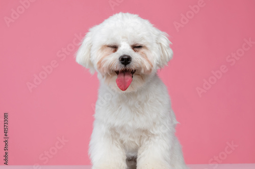adorable bichon dog making fun of us Fototapeta