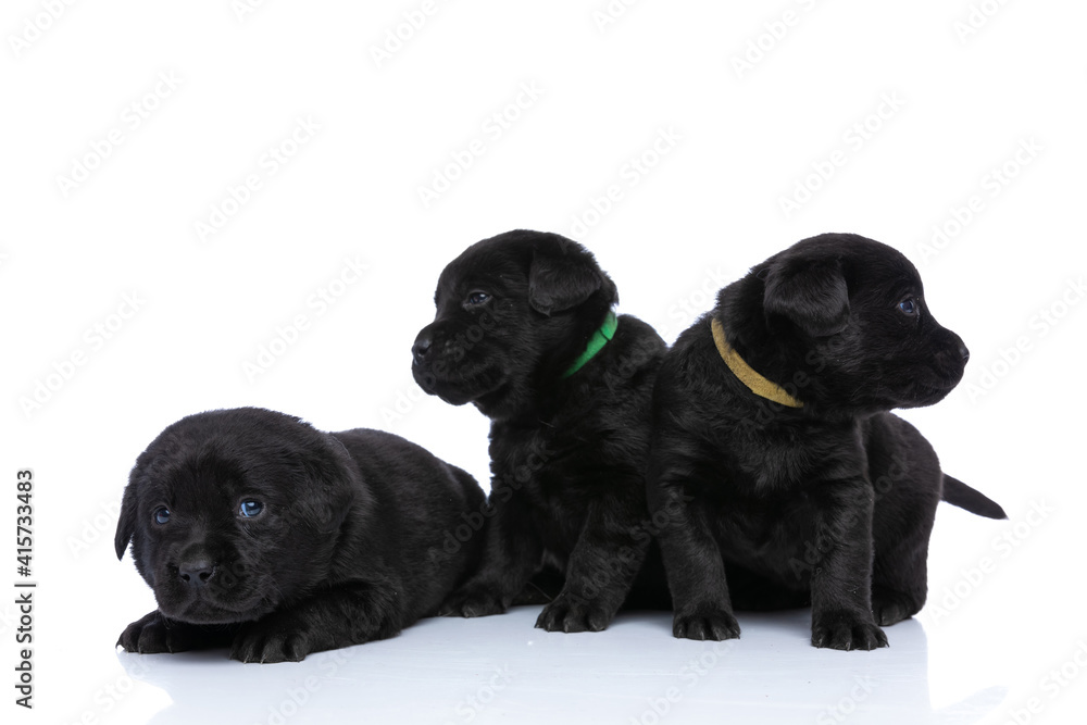 timid small labrador retriever dogs looking to side and sitting timid small labrador retriever dogs looking to side and sitting