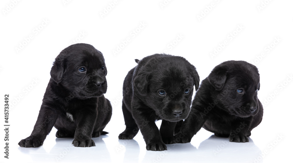 Obraz premium line of three black labrador retriever puppies looking to side