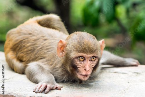 Funny looking macaque monkey animal with big eyes in a wild forest in Nepal 