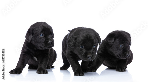 line of three black labrador retriever puppies looking to side