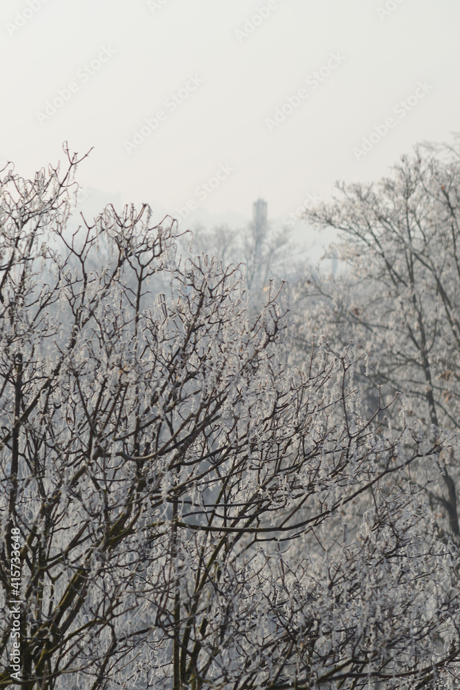 Winter view of treetops in hoarfrost. Shallow depth of field Winter view of treetops in hoarfrost. Shallow depth of field