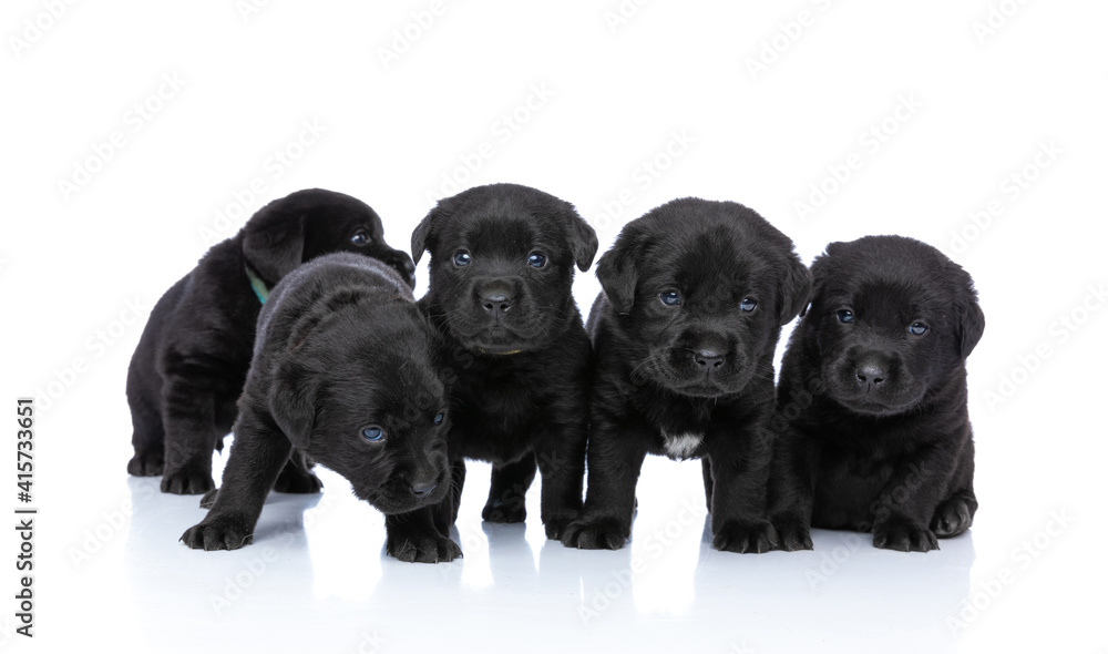 sweet little labrador retriever dogs standing in a row and posing