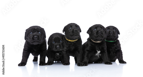 Fototapeta Naklejka Na Ścianę i Meble -  adorable family of five small puppies looking up and protecting each other