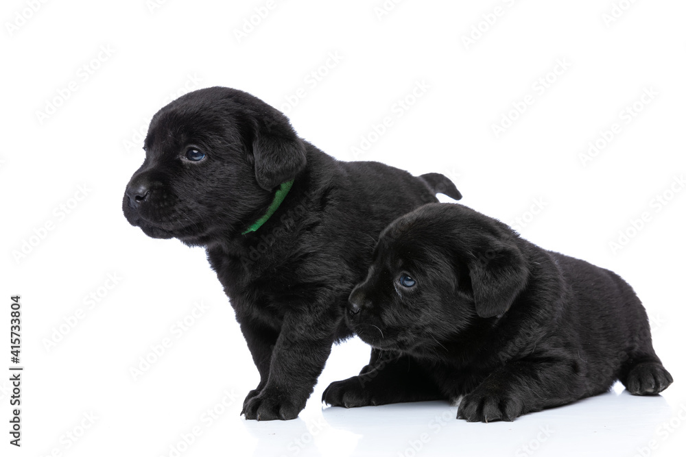 two adorable labrador retriever dogs looking to side two adorable labrador retriever dogs looking to side