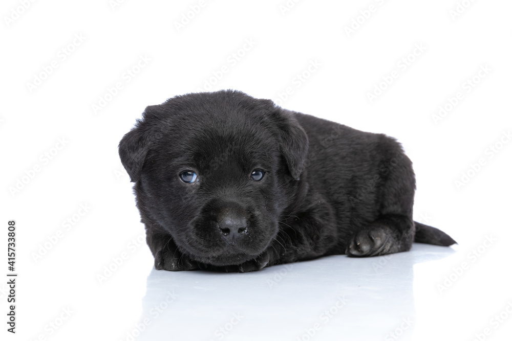 Fototapeta premium cute labrador retriever puppy looking to side and resting in studio