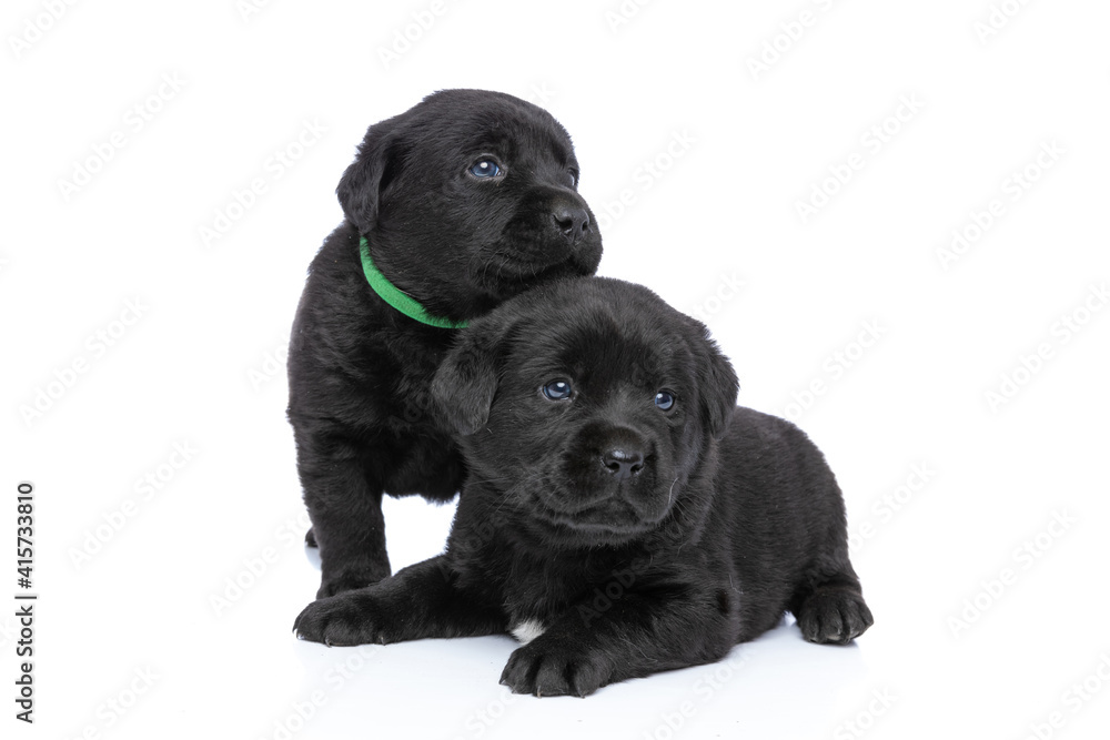cute couple of little labrador retriever dogs looking up and side
