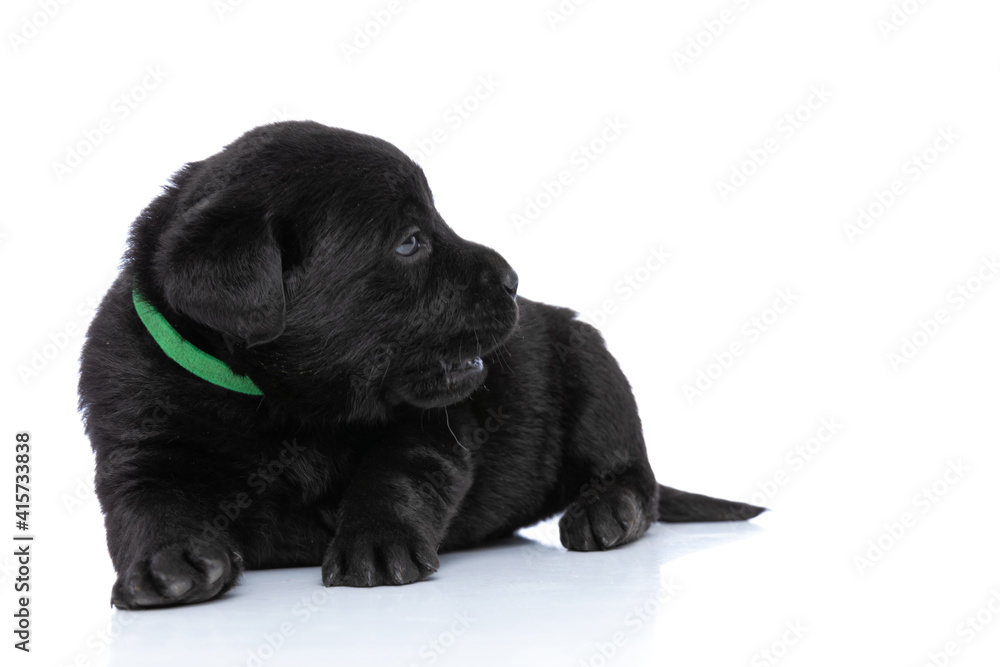 cute labrador retriever dog with green collar looking to side cute labrador retriever dog with green collar looking to side