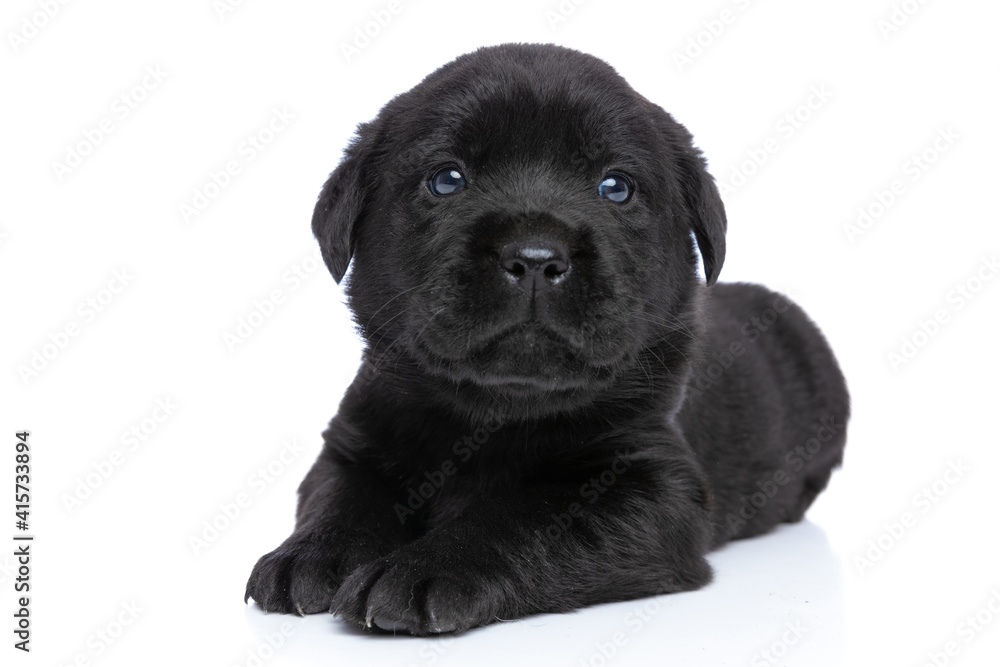 Obraz premium curious small labrador retriever puppy looking up