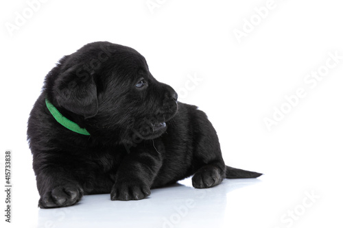 cute labrador retriever dog with green collar looking to side