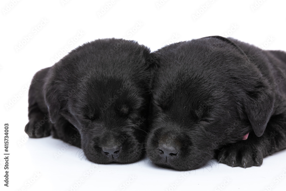 lovely group of two little labrador retriever puppies napping together lovely group of two little labrador retriever puppies napping together