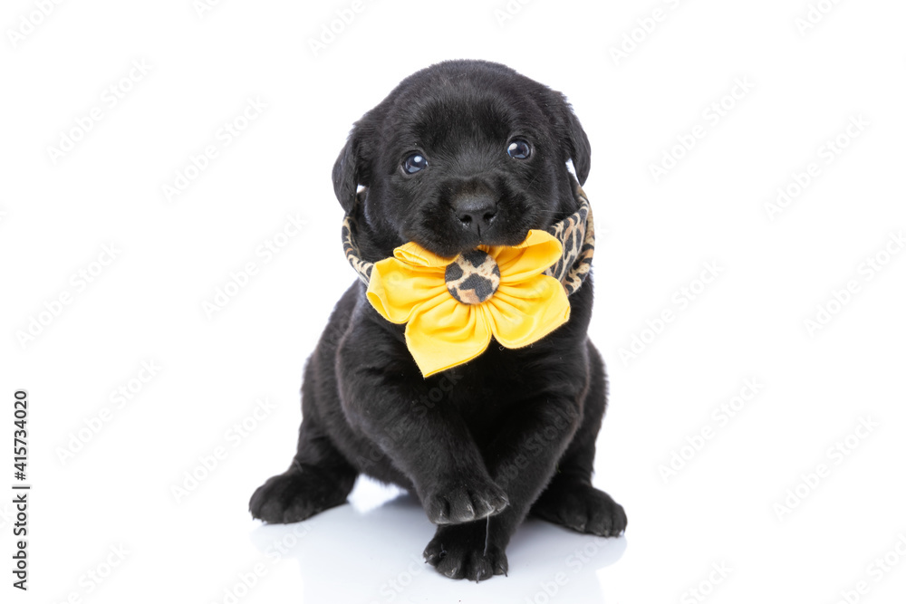 Obraz premium cute little labrador retriever puppy wearing flower animal printed scarf