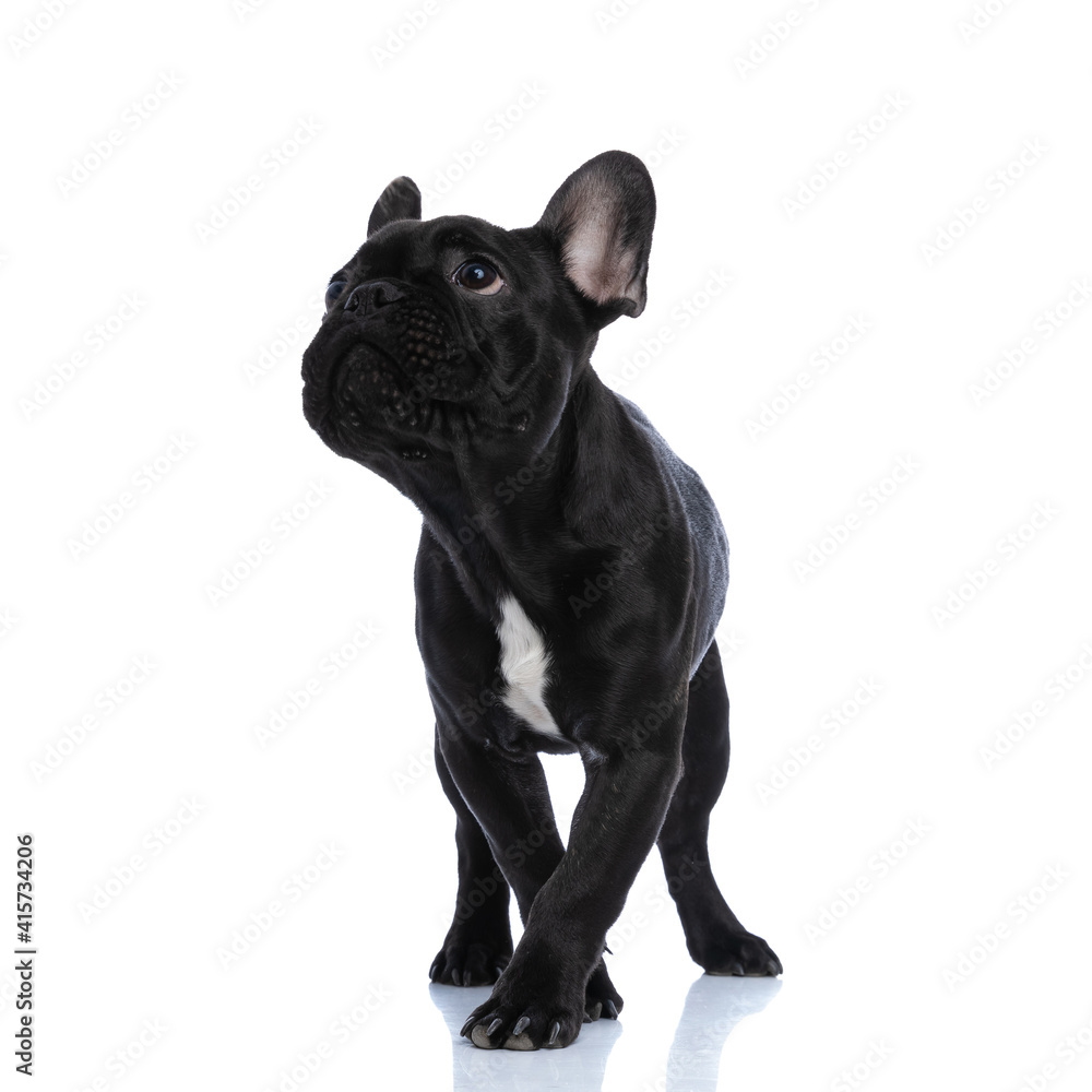 cute small french bulldog puppy looking up and standing