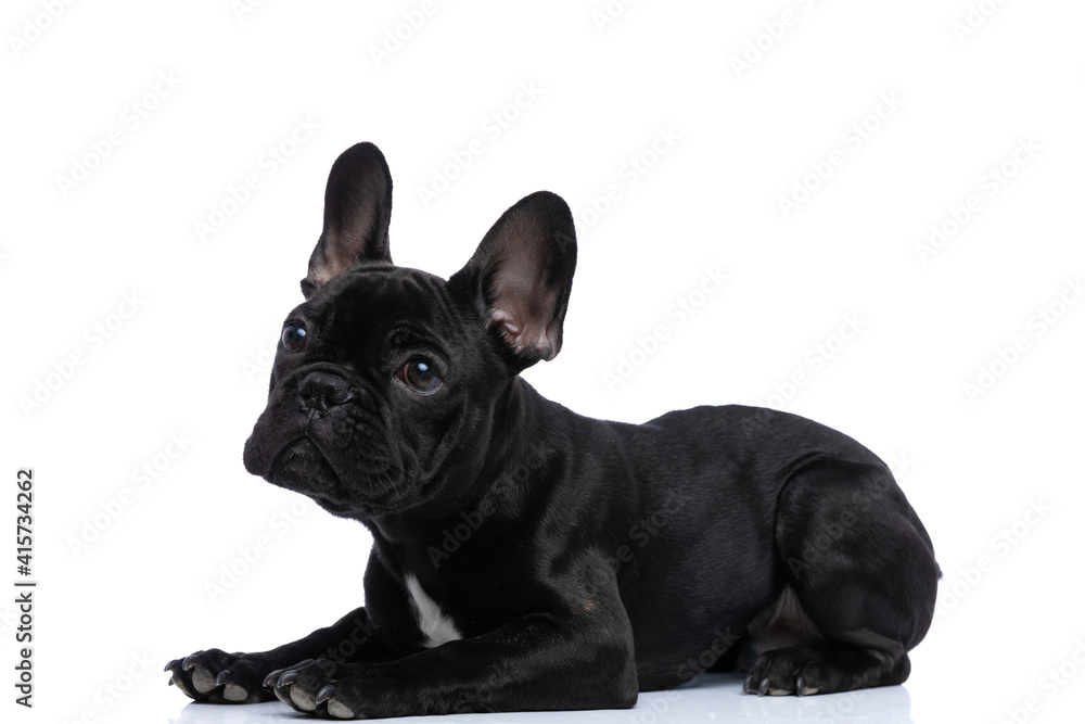 side view of adorable little french bulldog puppy looking up