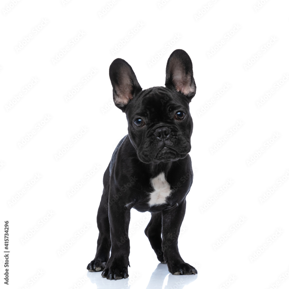 perfect picture of adorable little french bulldog on white background