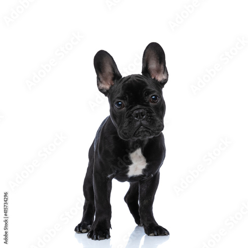 perfect picture of adorable little french bulldog on white background © Viorel Sima
