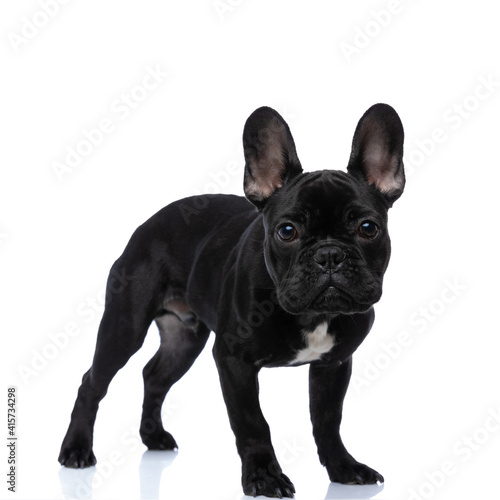side view of cute little french bulldog puppy posing © Viorel Sima