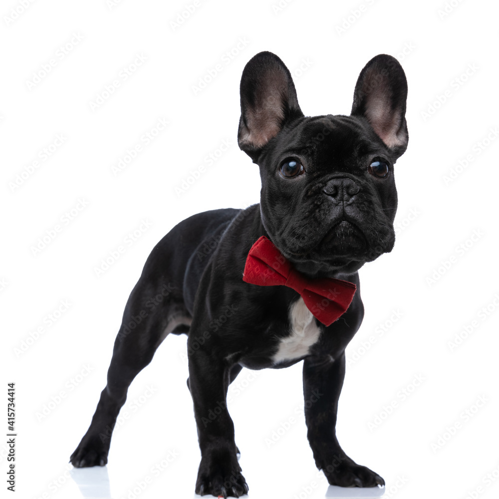 standing elegant french bulldog puppy looking up