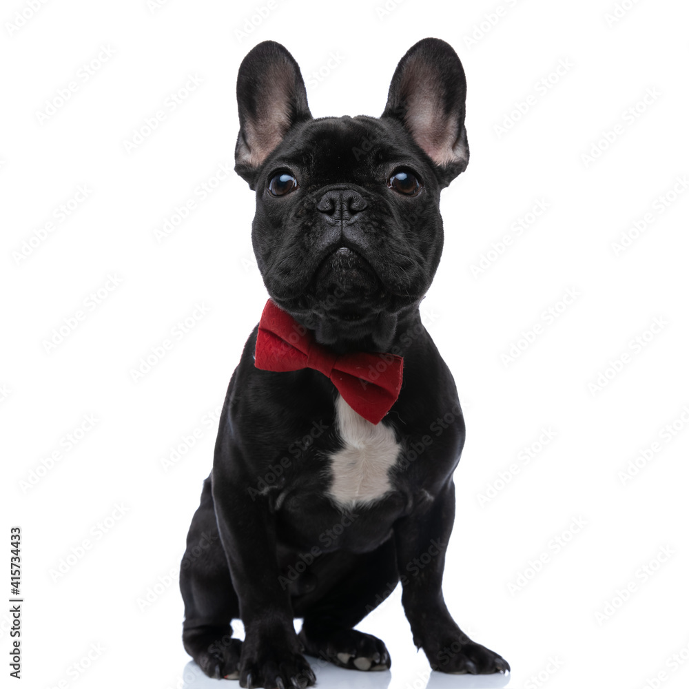 elegant baby french bulldog pup wearing bowtie and looking up