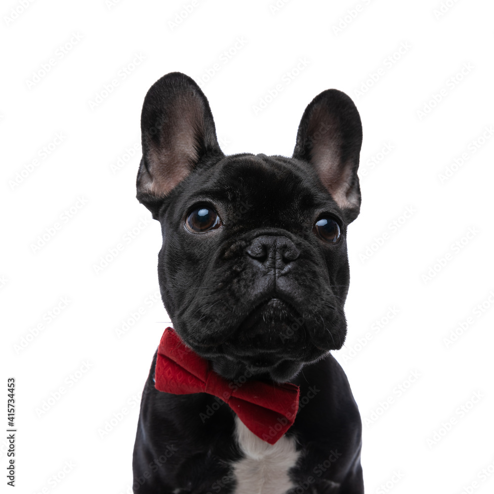 portrait of adorable elegant french bulldog puppy looking up portrait of adorable elegant french bulldog puppy looking up