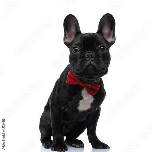 elegant frenchie puppy with red bowtie looking up