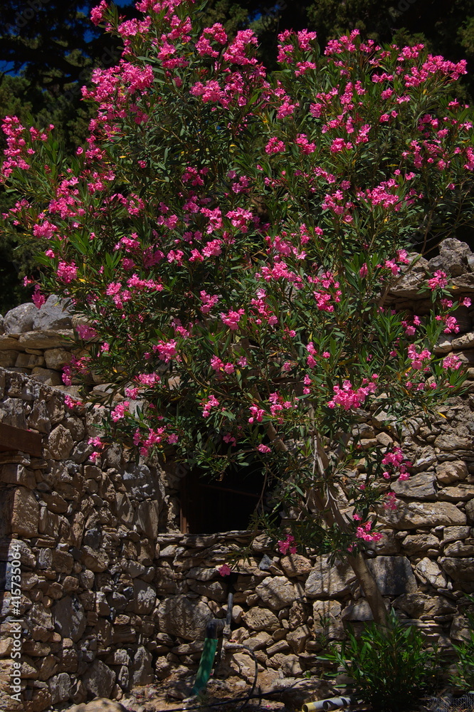 Blooming oleander in Samaria Gorge on Crete in Greece, Europe
