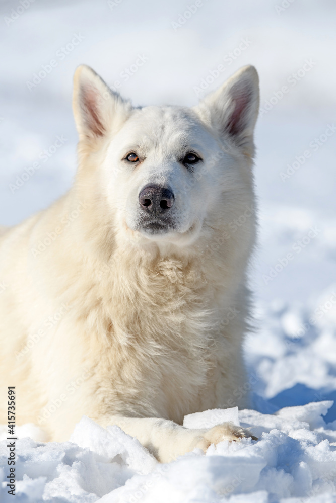 Obraz premium White Swiss Shepherd dog running on snow
