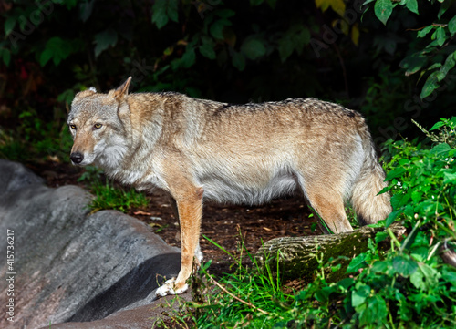 European wolf in its enclosure. Latin name - Canis lupus  © Mikhail Blajenov