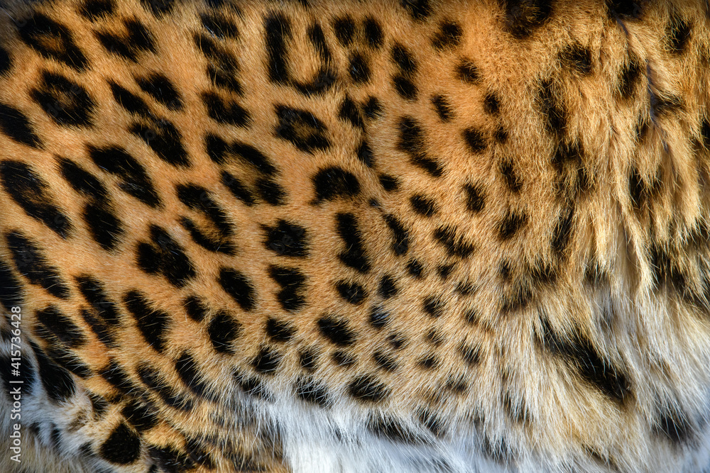 Close-up beautiful texture of real leopard skin, fur Close-up beautiful texture of real leopard skin, fur
