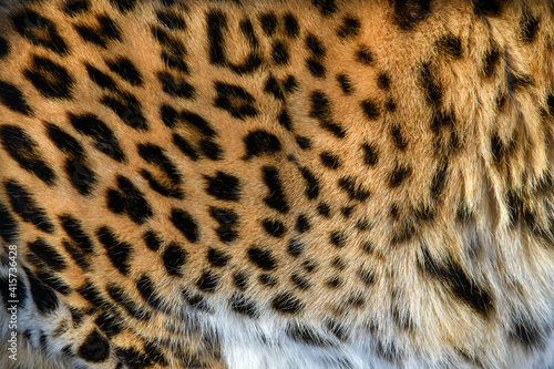 Close-up beautiful texture of real leopard skin  fur