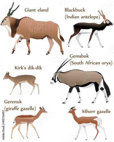 Canvas Print Collection of different species of antelopes in colour image: giant eland, black