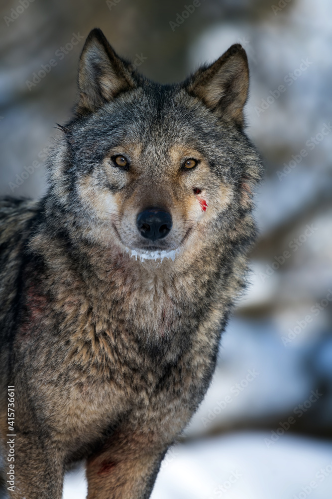 Gray wolf, Canis lupus, portrait in the winter forest Gray wolf, Canis lupus, portrait in the winter forest