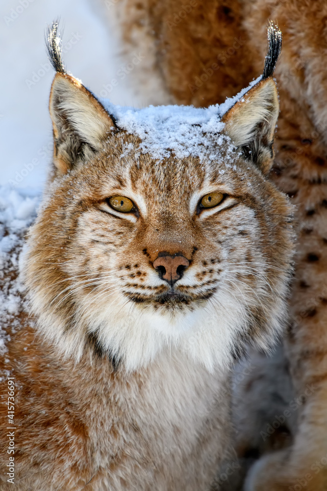 Obraz premium Lynx portrait in the snow. Wildlife scene from winter nature