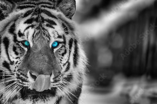 Wild siberian tiger portrait on snow with blue eye..