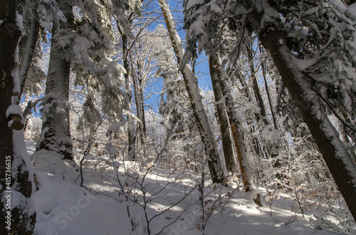 Fototapeta Naklejka Na Ścianę i Meble -  Zima w Bieszczadach 