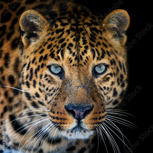Obraz na plátně Close up big leopard isolated on black background